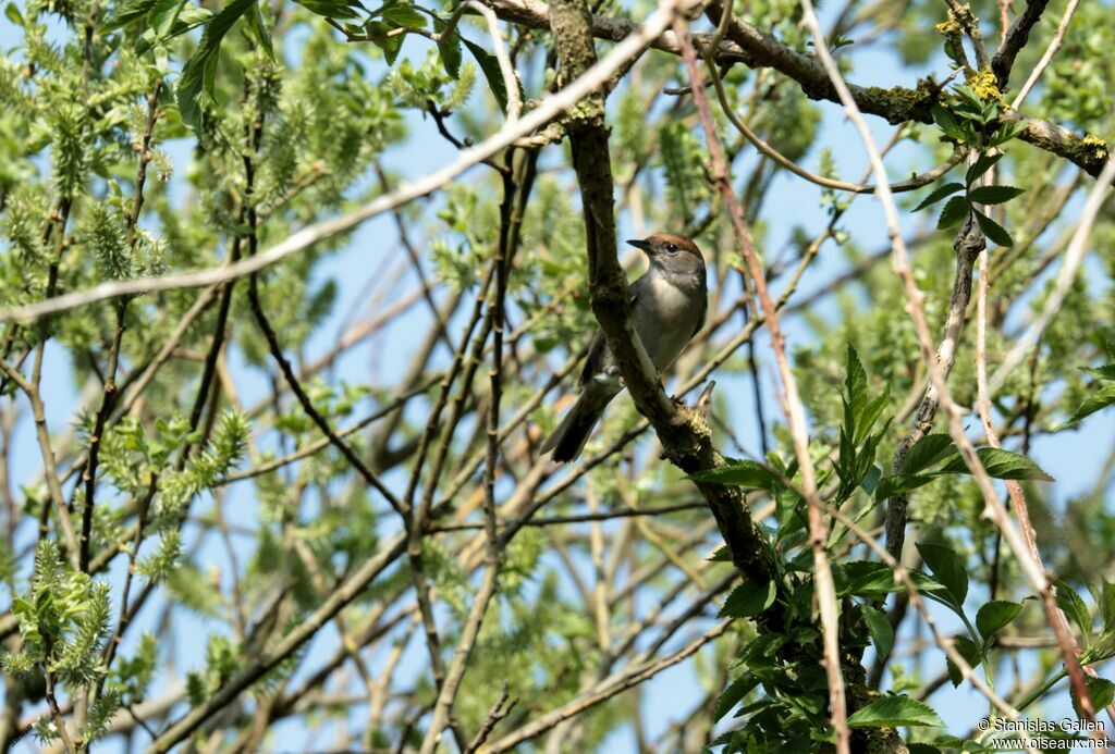 Eurasian Blackcap female adult breeding