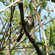 Eurasian Blackcap