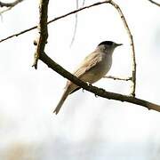 Eurasian Blackcap