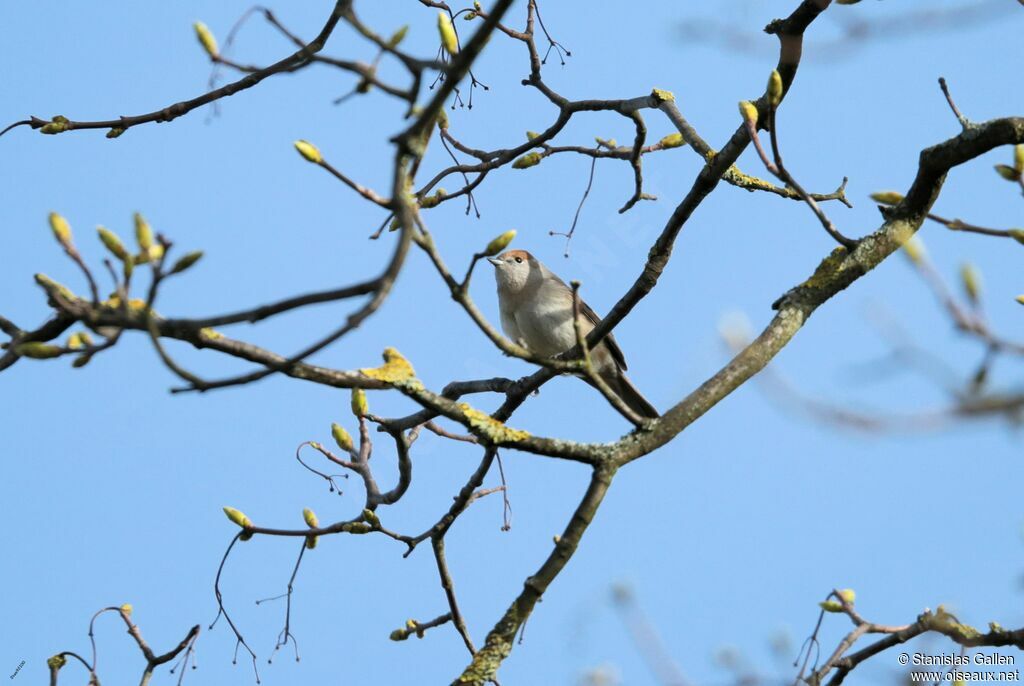 Eurasian Blackcap female adult breeding