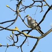 Eurasian Blackcap