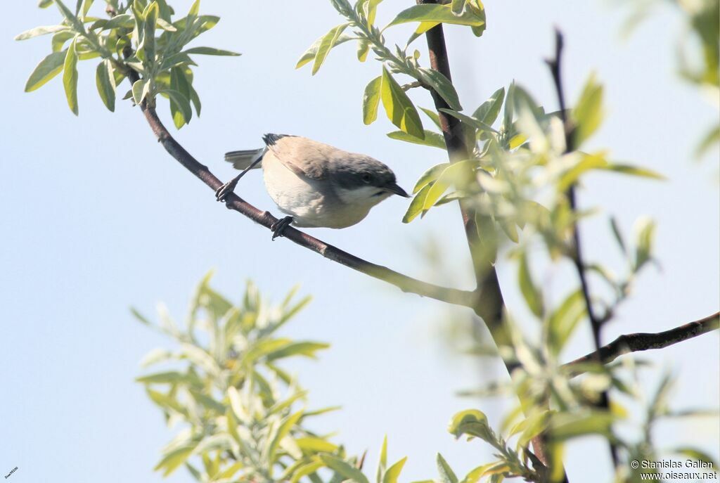 Lesser Whitethroat male adult breeding