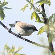 Lesser Whitethroat