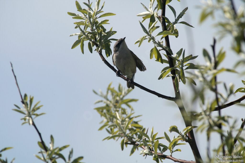 Lesser Whitethroat male adult breeding