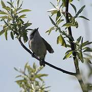 Lesser Whitethroat