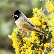 Rüppell's Warbler