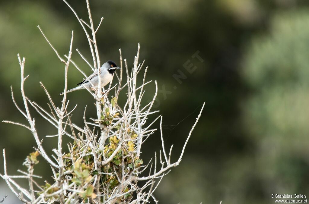 Rüppell's Warbler male adult breeding