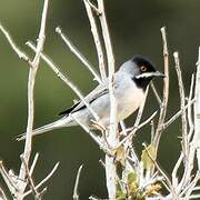 Rüppell's Warbler