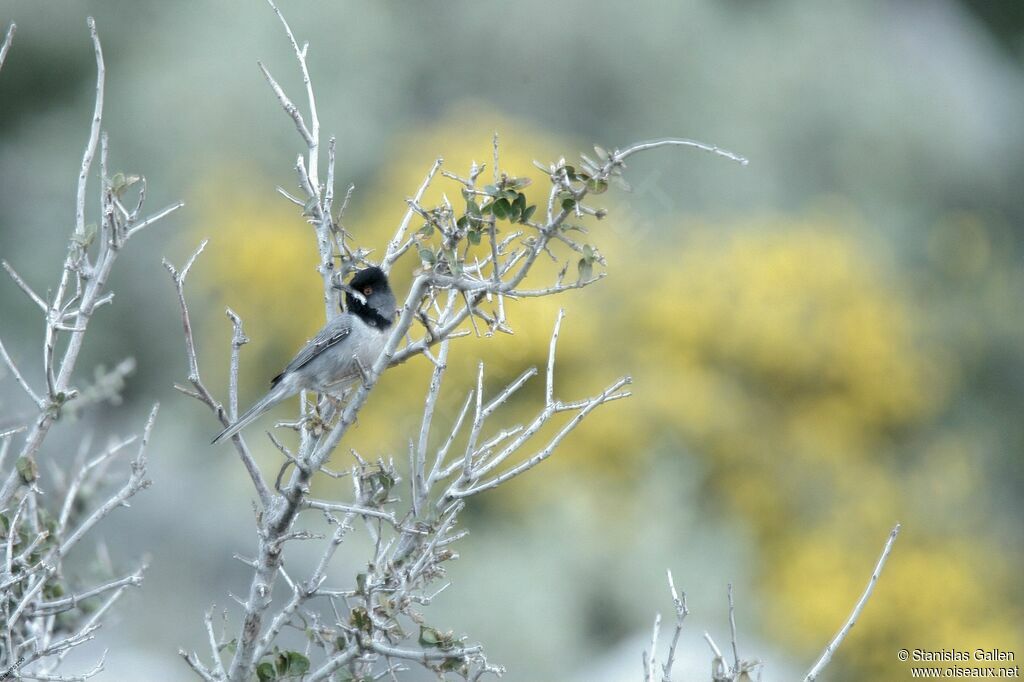 Rüppell's Warbler male adult breeding