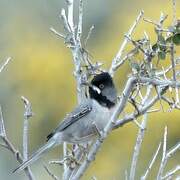 Rüppell's Warbler