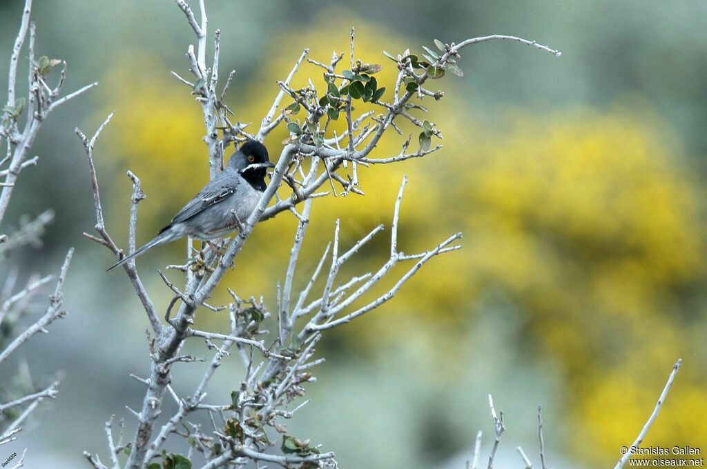 Rüppell's Warbler male adult breeding