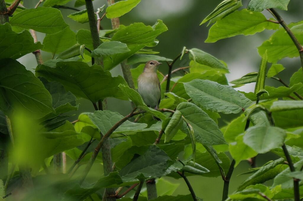 Garden Warbler male adult breeding