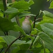 Garden Warbler