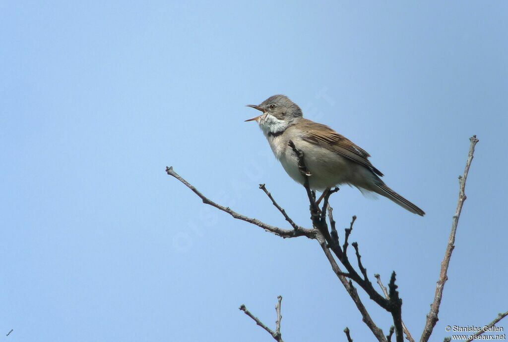 Common Whitethroat male adult breeding, song