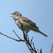 Common Whitethroat