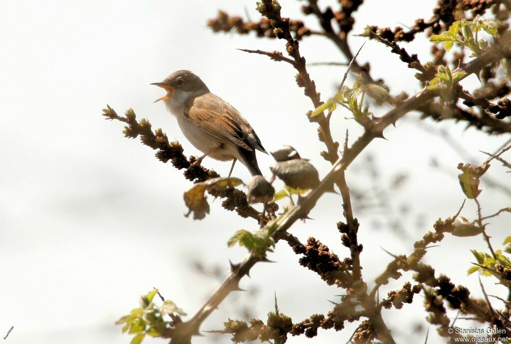 Common Whitethroatadult breeding, song