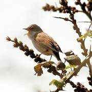 Common Whitethroat