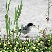 Sardinian Warbler