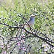 Asian Desert Warbler