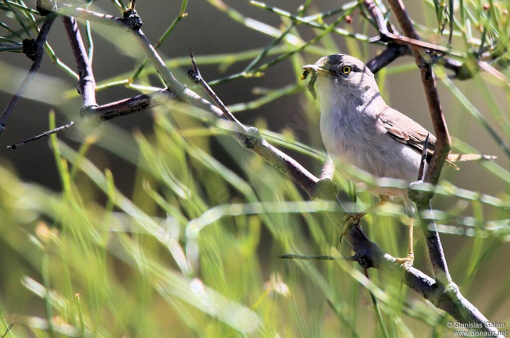 Asian Desert Warbleradult breeding, Reproduction-nesting