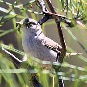 Asian Desert Warbler