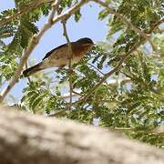 Western Subalpine Warbler