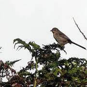 Dartford Warbler