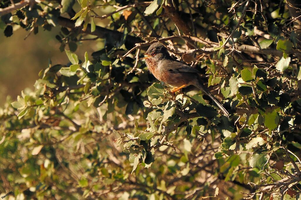 Dartford Warbler male adult breeding, song