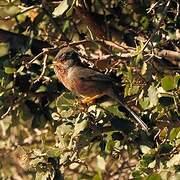 Dartford Warbler