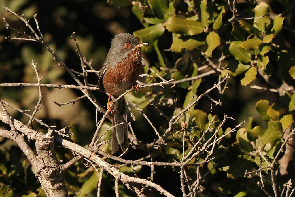 Dartford Warbler male adult breeding