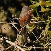 Dartford Warbler