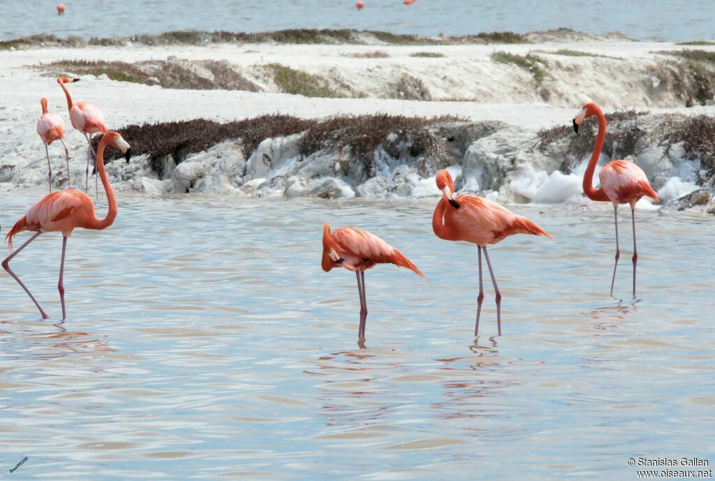 American Flamingoadult