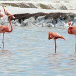 Flamant des Caraïbes