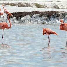 Flamant des Caraïbes