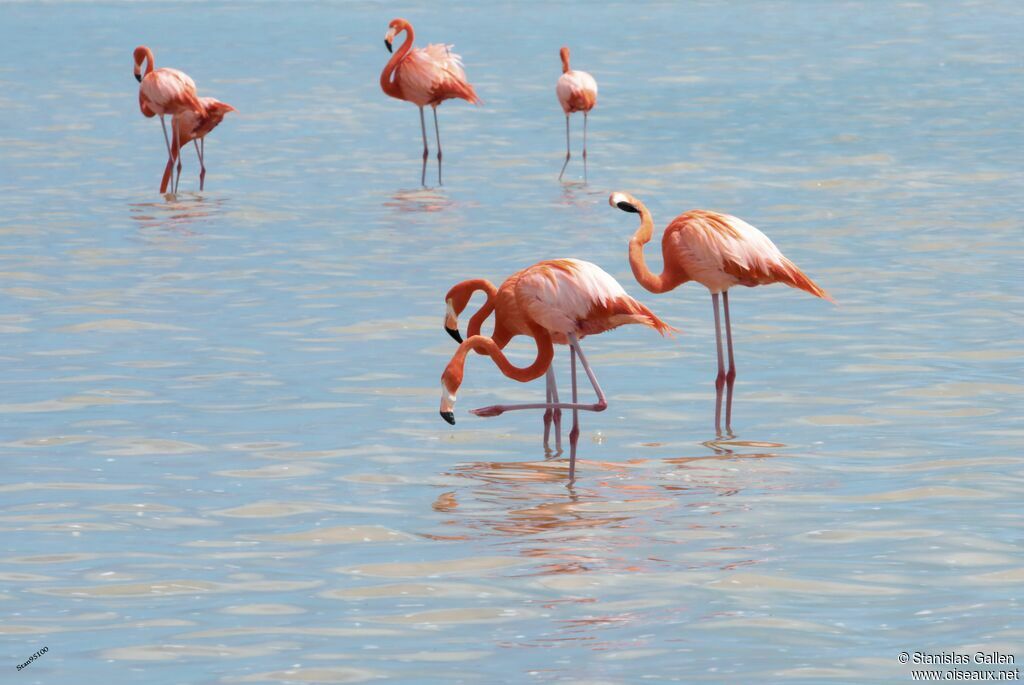 American Flamingoadult