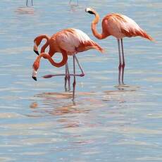 Flamant des Caraïbes