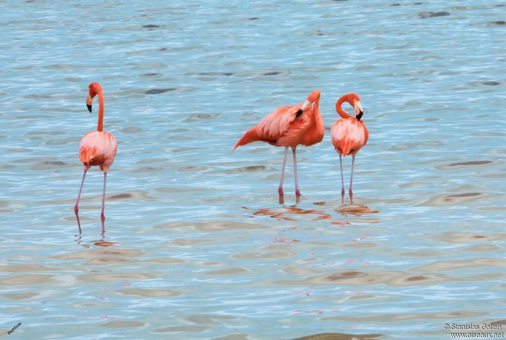 American Flamingoadult