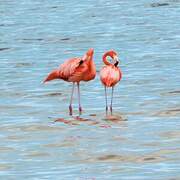 American Flamingo