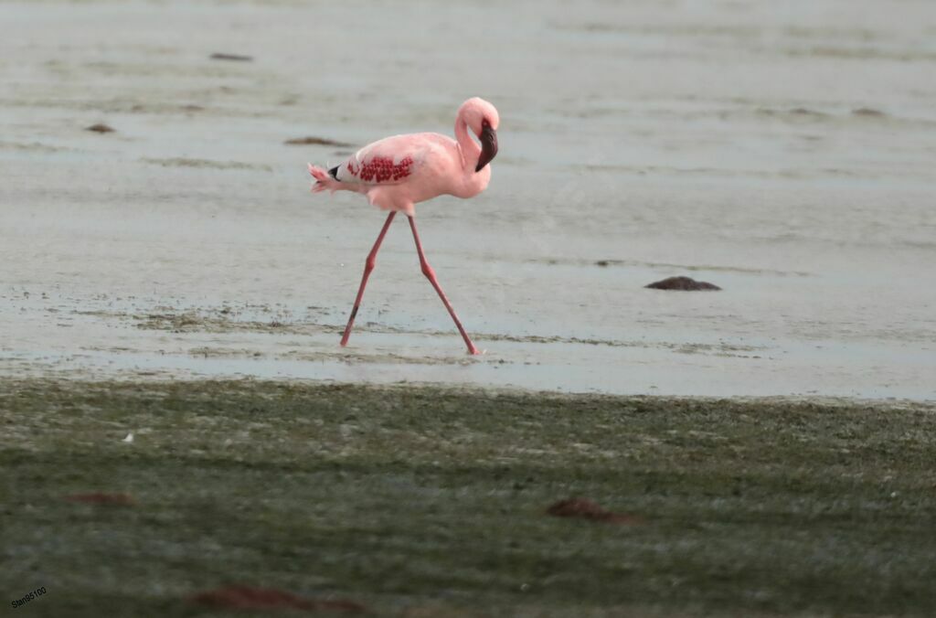 Flamant nainadulte, marche