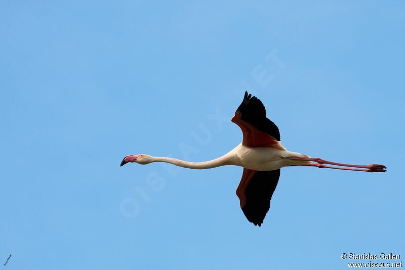 Greater Flamingoadult breeding, Flight