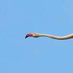 Flamant rose