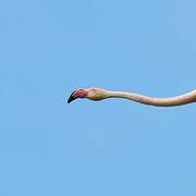 Flamant rose