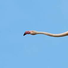 Flamant rose