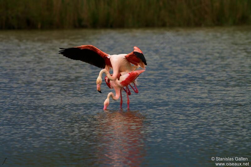 Greater Flamingoadult breeding, mating.