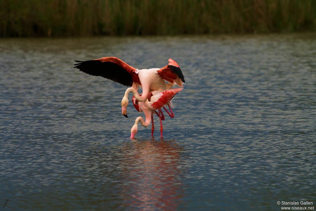 Flamant roseadulte nuptial, accouplement.