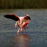 Flamant rose