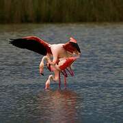 Greater Flamingo