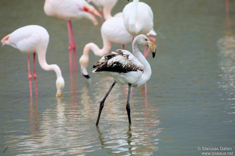 Greater Flamingojuvenile, walking