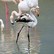 Greater Flamingo