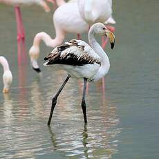 Flamant rose